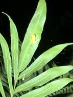 Image of Rio Azuela Glass Frog