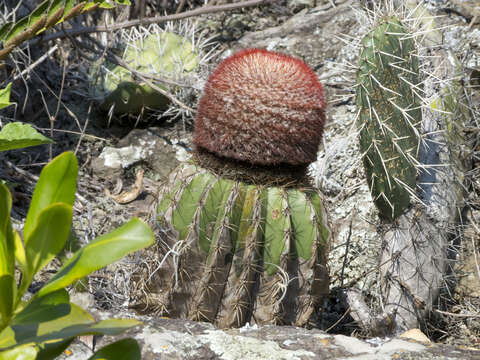 Image of Melocactus andinus R. Gruber ex N. P. Taylor