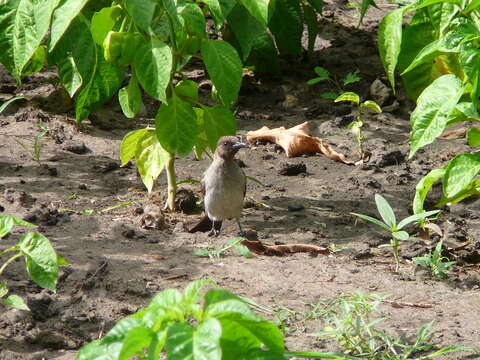 Image of Common Bulbul