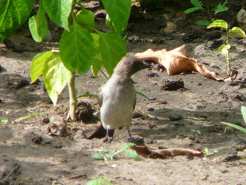 Image of Common Bulbul