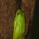 Image of Tinker Reed Frog