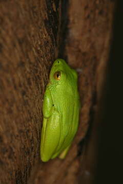 Image of Tinker Reed Frog