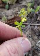 Euphorbia austrotexana var. austrotexana resmi