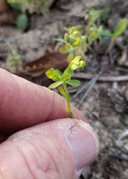 Euphorbia austrotexana Mayfield resmi