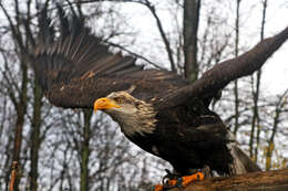 Image of Bald Eagle