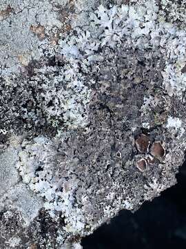 Image of shield lichen