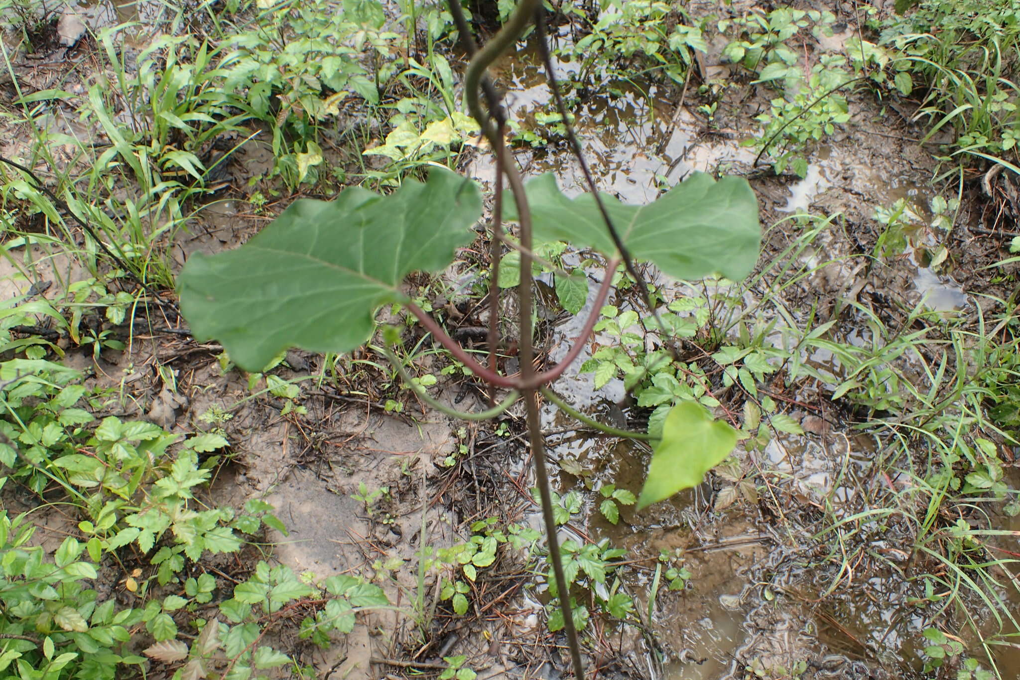 صورة Gonolobus suberosus (L.) Schult.