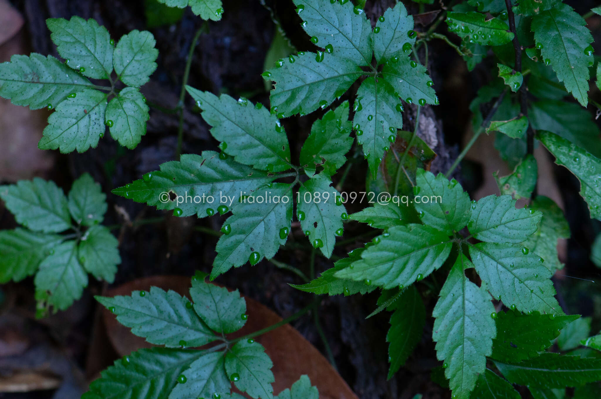 Plancia ëd Gynostemma pentaphyllum (Thunb.) Makino