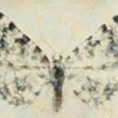 Image of Eupithecia poecilata Püngeler 1888