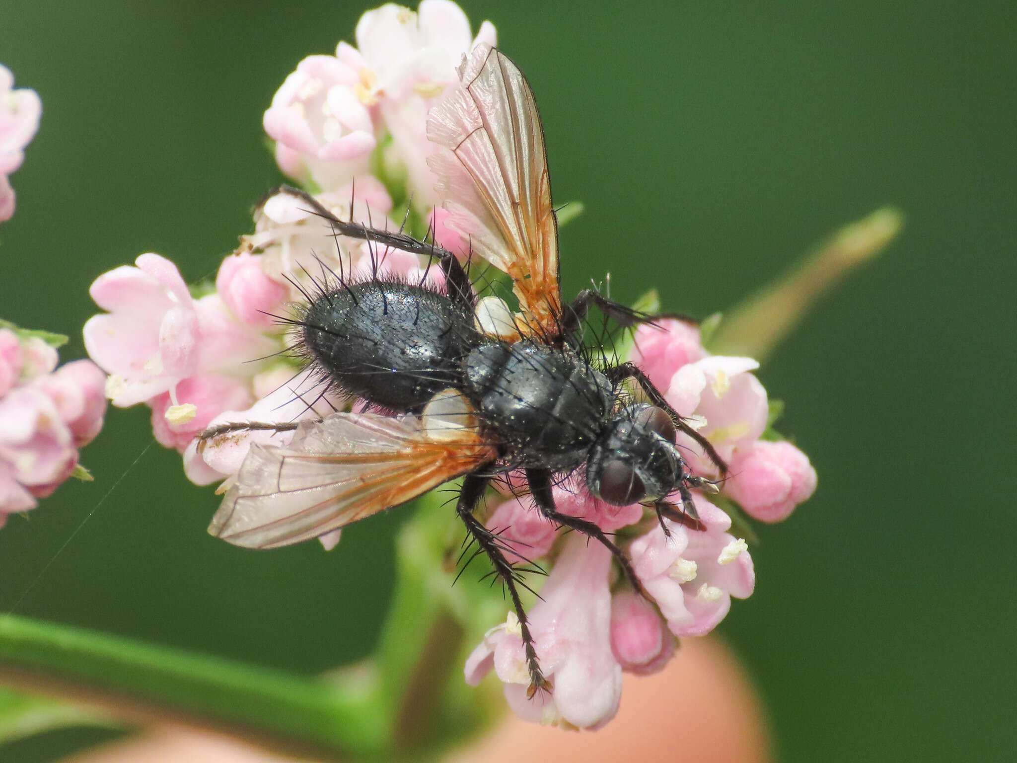 Zophomyia resmi