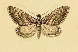 Image of Eupithecia scopariata Rambur 1833