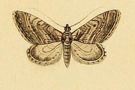Image of Eupithecia scopariata Rambur 1833