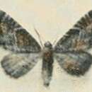 Imagem de Eupithecia thalictrata Püngeler 1902