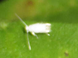 Leucoptera erythrinella Busck 1900 resmi