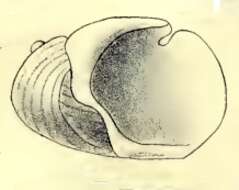 Incisura Hedley 1904 resmi