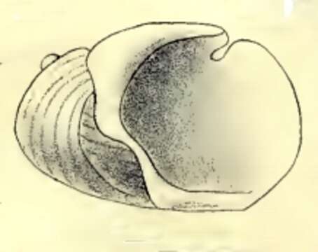 Image of Incisura Hedley 1904