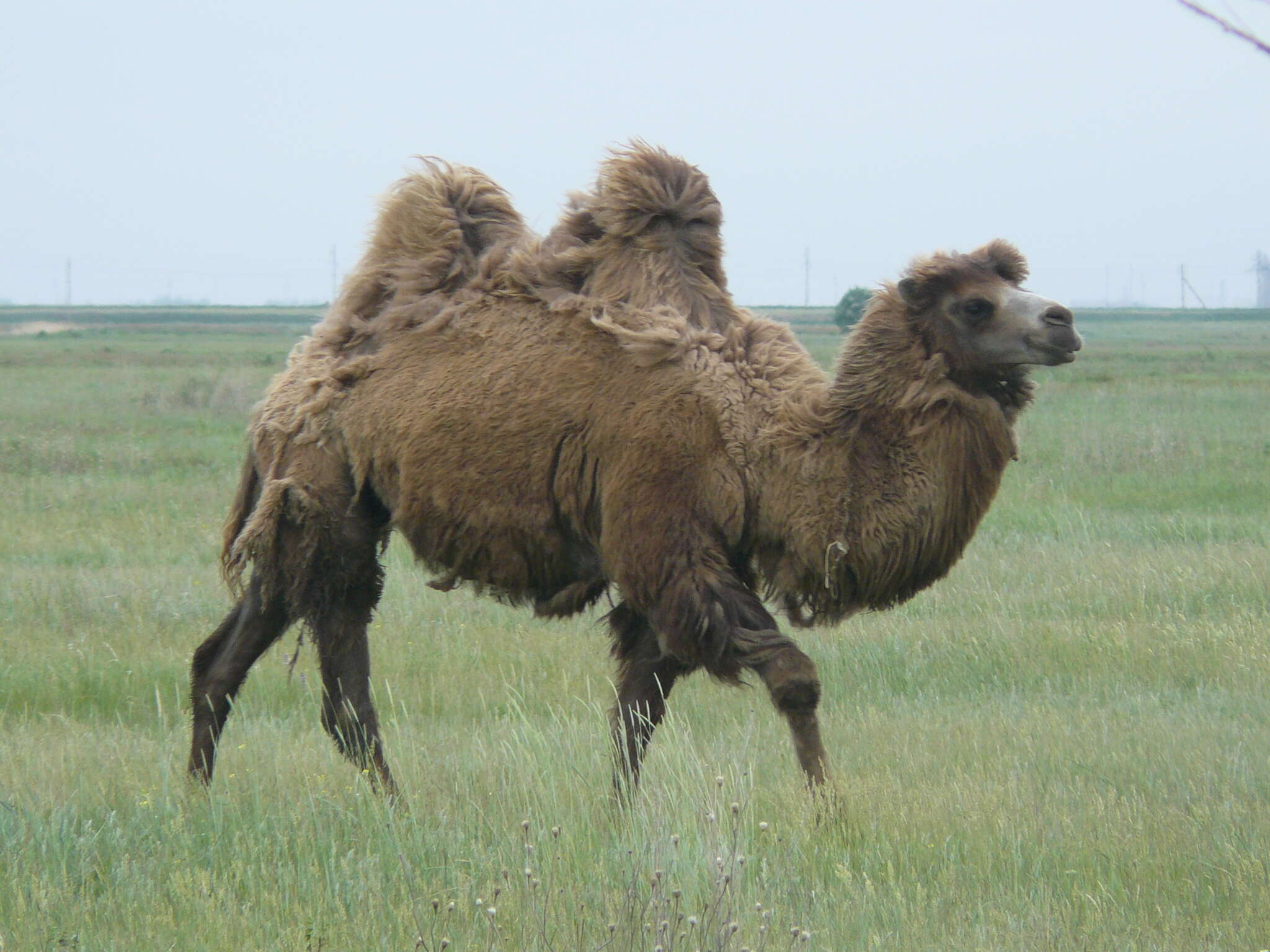 Image of Bactrian camel