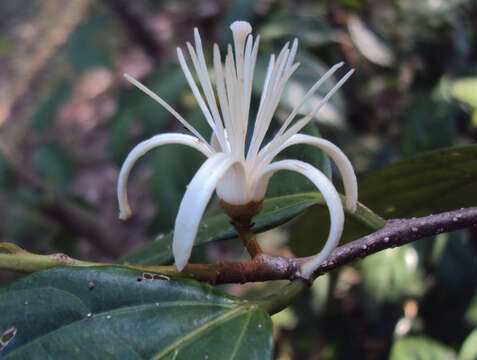 Image of Alangium salviifolium (L. fil.) Wangerin