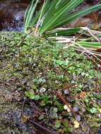 Image of Epilobium nerteroides