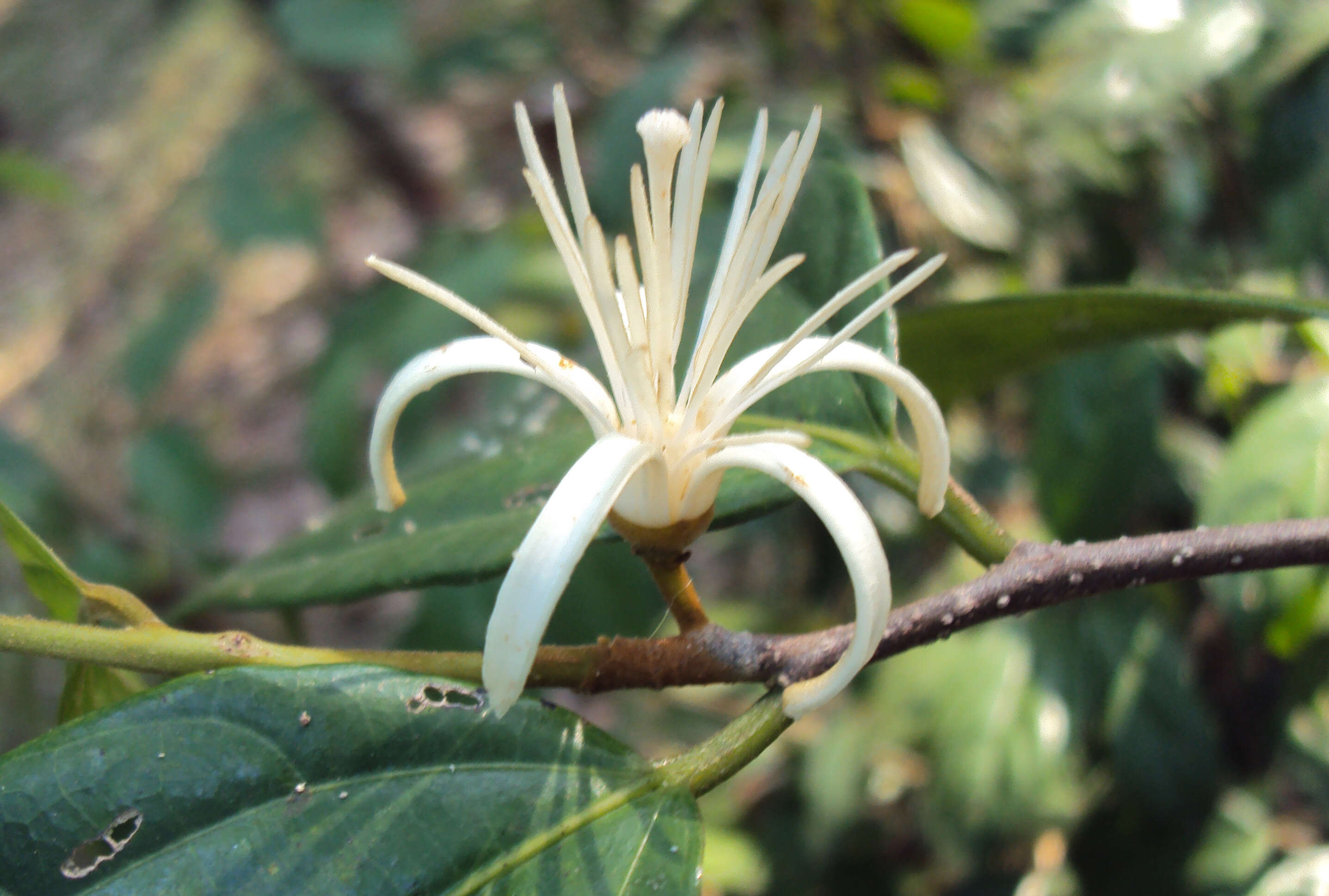 Image of Alangium salviifolium (L. fil.) Wangerin