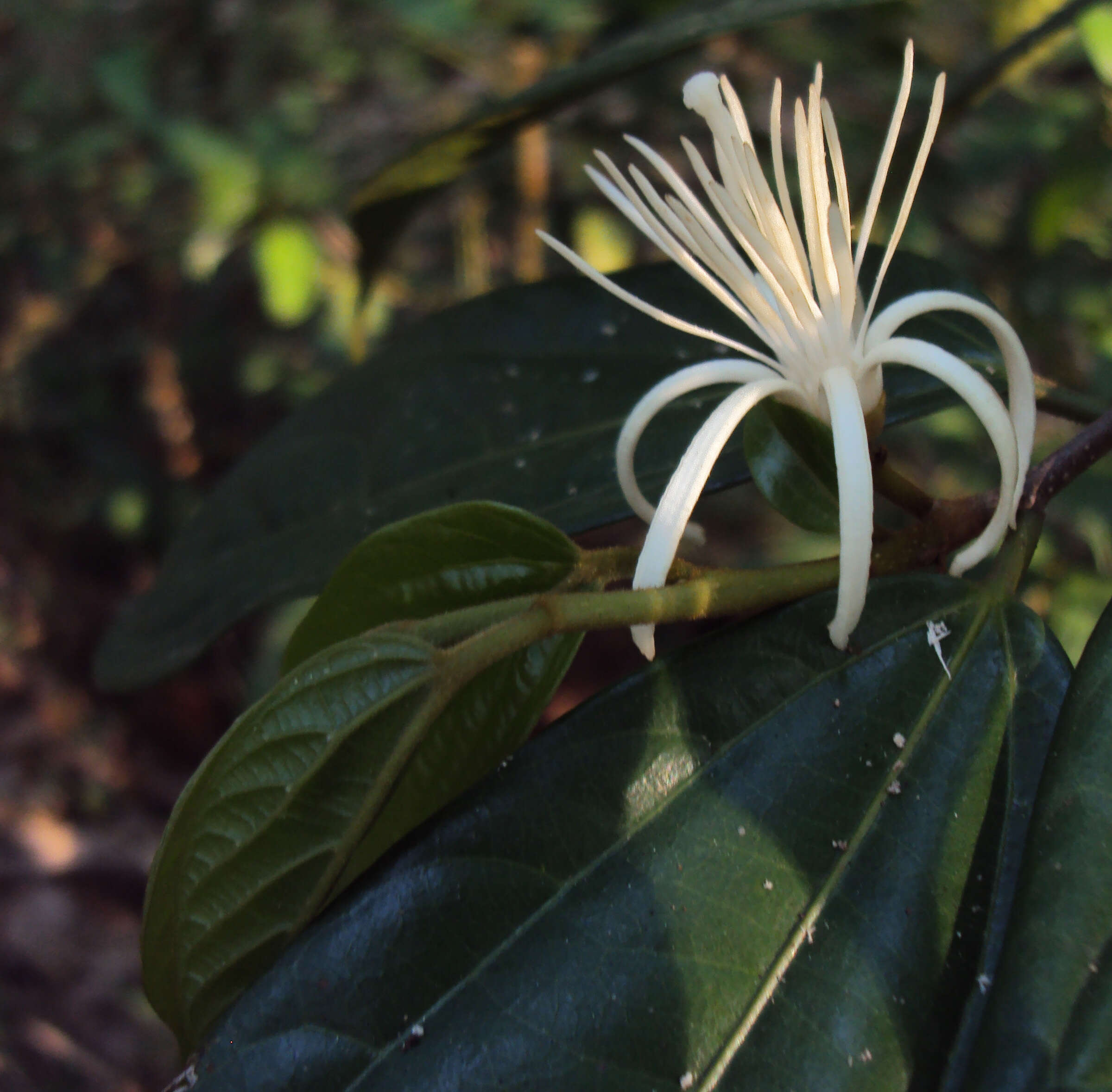 Image of Alangium salviifolium (L. fil.) Wangerin