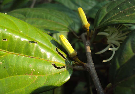 Image of Alangium salviifolium (L. fil.) Wangerin