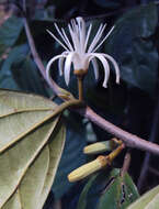 Image of Alangium salviifolium (L. fil.) Wangerin