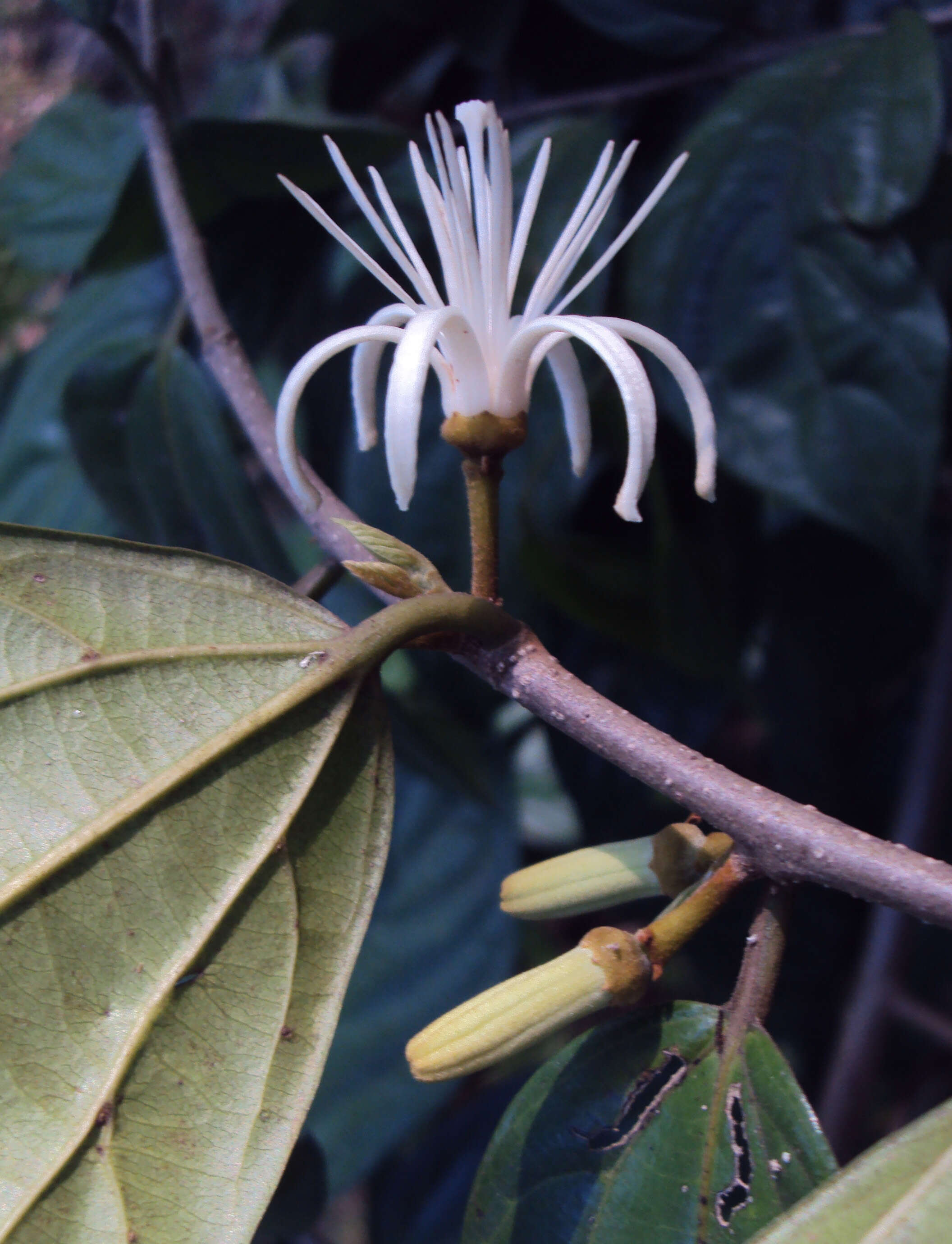 Image of Alangium salviifolium (L. fil.) Wangerin