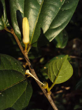 Image of Alangium salviifolium (L. fil.) Wangerin