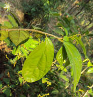 Image of Alangium salviifolium (L. fil.) Wangerin