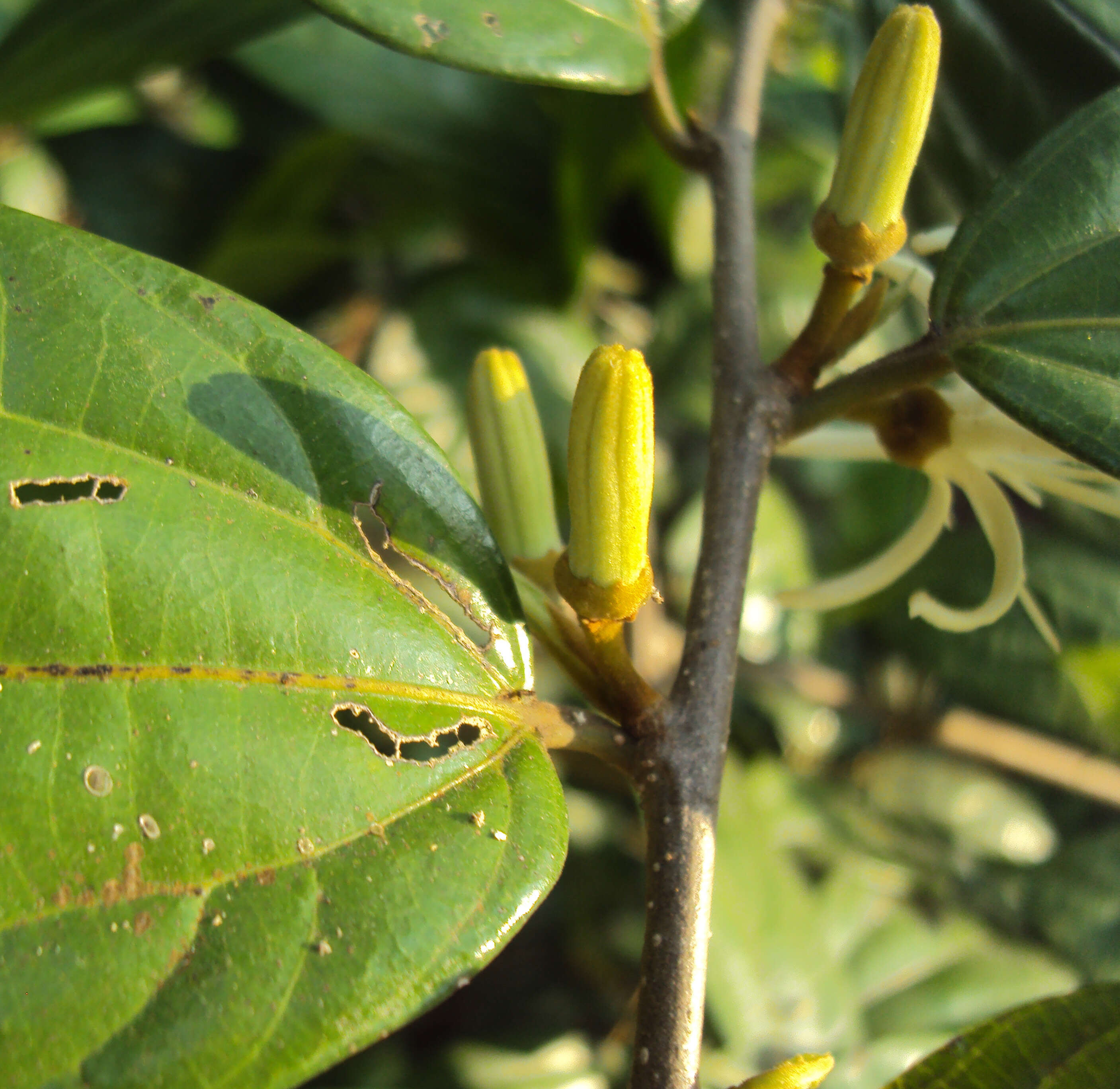 Image of Alangium salviifolium (L. fil.) Wangerin