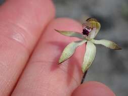 Caladenia atrata D. L. Jones的圖片