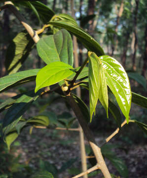 Image of Alangium salviifolium (L. fil.) Wangerin