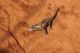 Image of Robertson Dwarf Chameleon