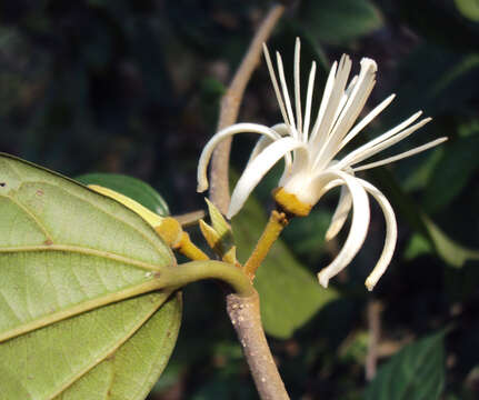 Image of Alangium salviifolium (L. fil.) Wangerin