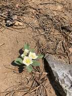 Image de Leucophysalis nana (A. Gray) Averett