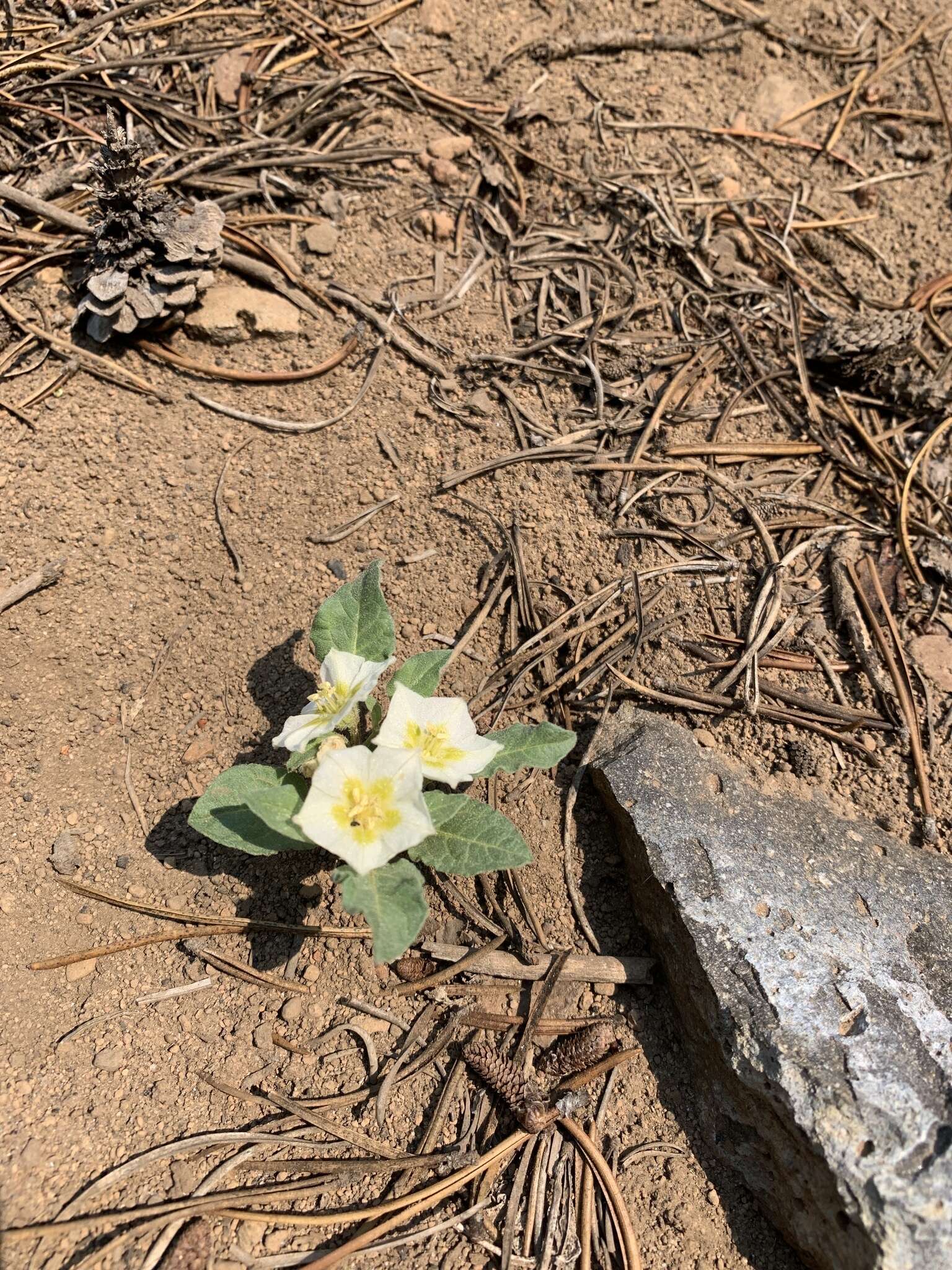 Image de Leucophysalis nana (A. Gray) Averett