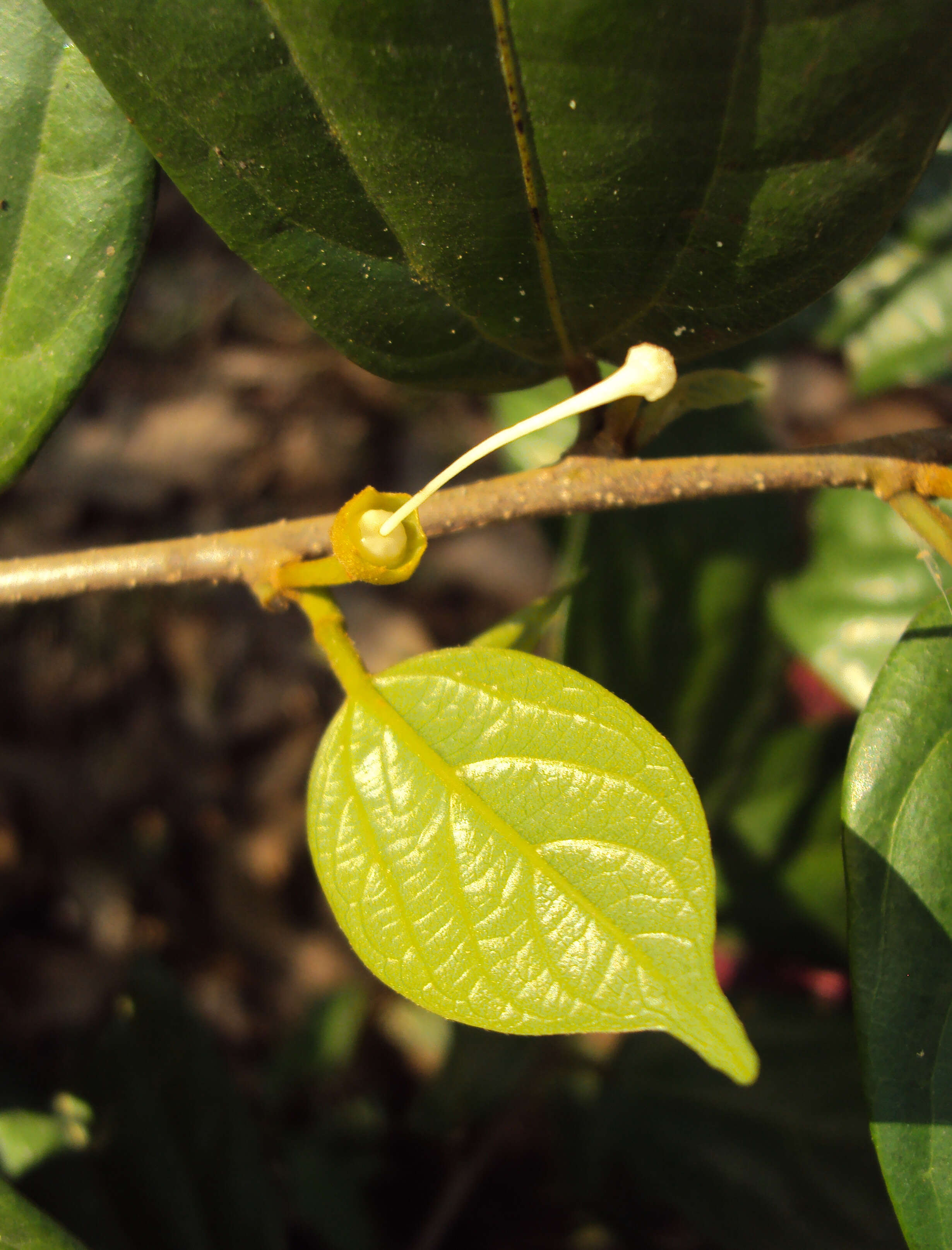 Image of Alangium salviifolium (L. fil.) Wangerin