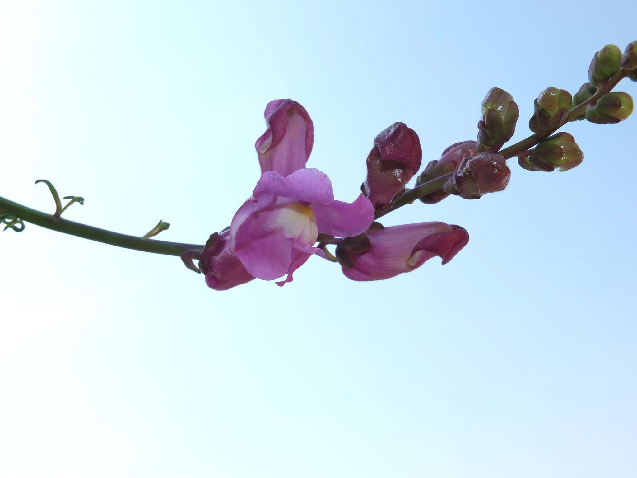 Image of Antirrhinum tortuosum Bosc ex Vent.