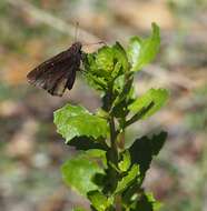 Image of Erynnis propertius Scudder & Burgess 1870