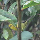 Image of Olive-headed Brush-Finch