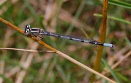 Image of Common Blue Damselfly