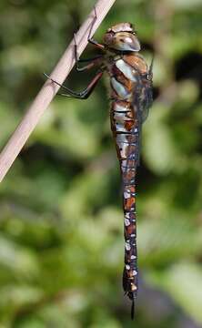 Image of Migrant Hawker