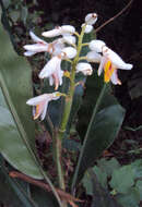 Image of Alpinia malaccensis (Burm. fil.) Roscoe