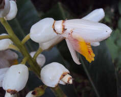 Image of Alpinia malaccensis (Burm. fil.) Roscoe