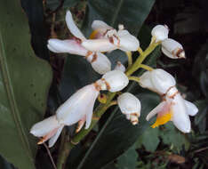 Image of Alpinia malaccensis (Burm. fil.) Roscoe