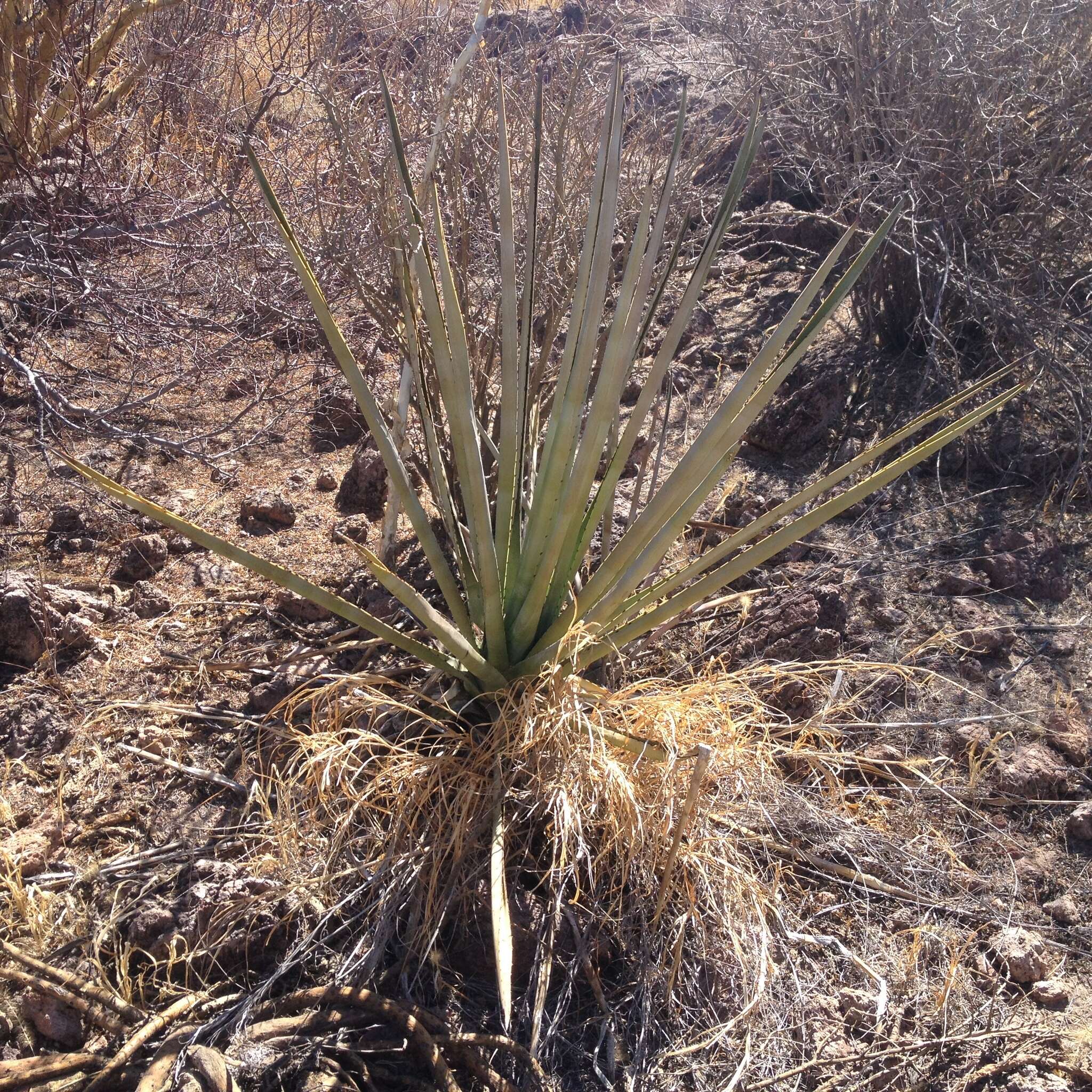 Image of century plant