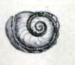 Image de Scissurella costata d'Orbigny 1824