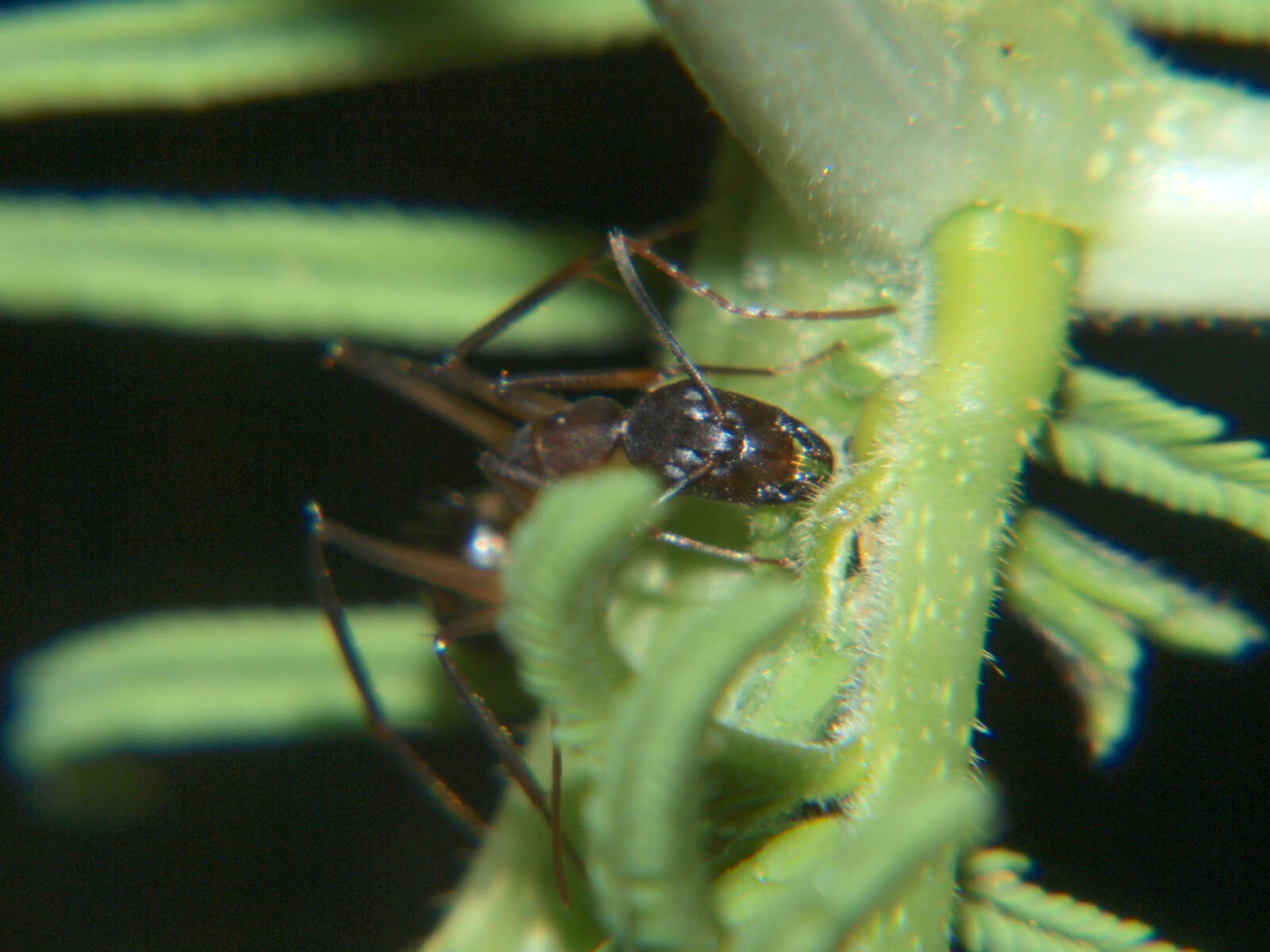 Image of Camponotus sexpunctatus Forel 1894