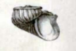 Scissurella costata d'Orbigny 1824 resmi